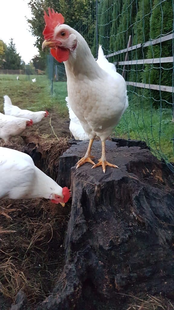 Sandy Hühner am Baumstumpf